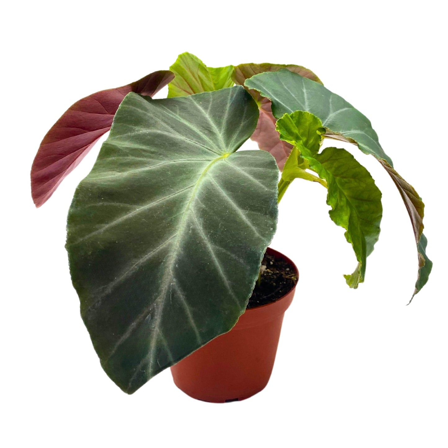 Harmony Foliage Angularis Angel Wing Cane Begonia 4 inch