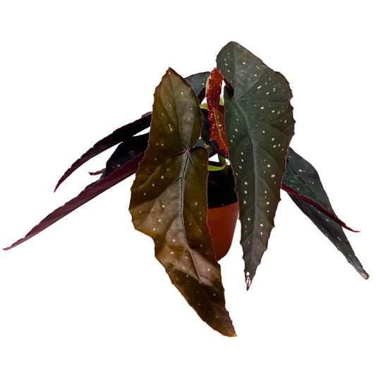 Harmony Foliage Harmony's Dotted Dagger Angel Wing Cane Begonia 4 inch