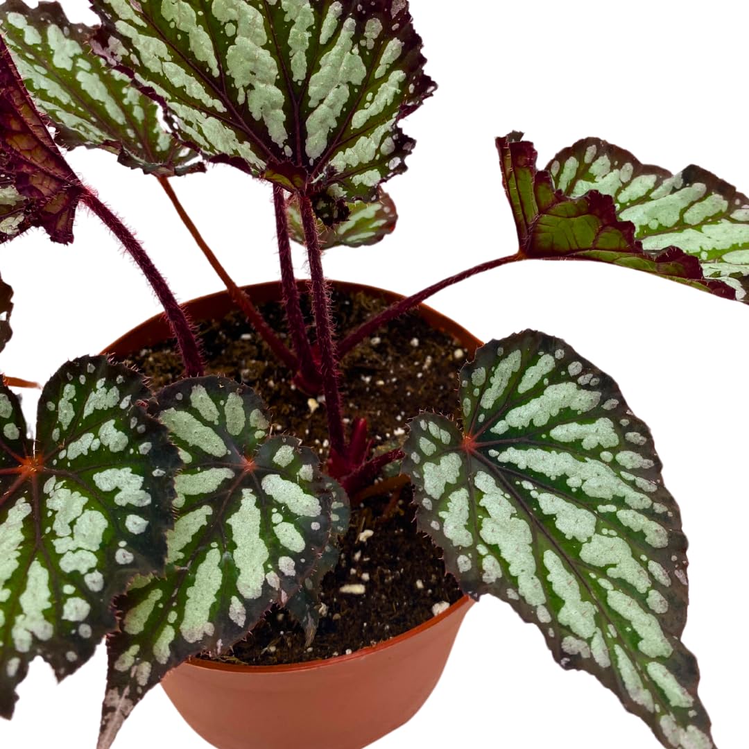 Harmony Foliage Summer Storm Begonia Rex 6 inch