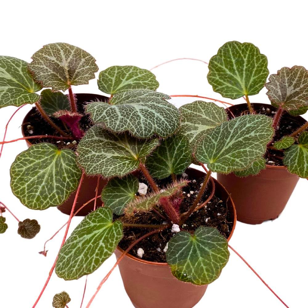 Strawberry Begonia 2 inch Set of 3 Creeping Saxifraga stolonifera