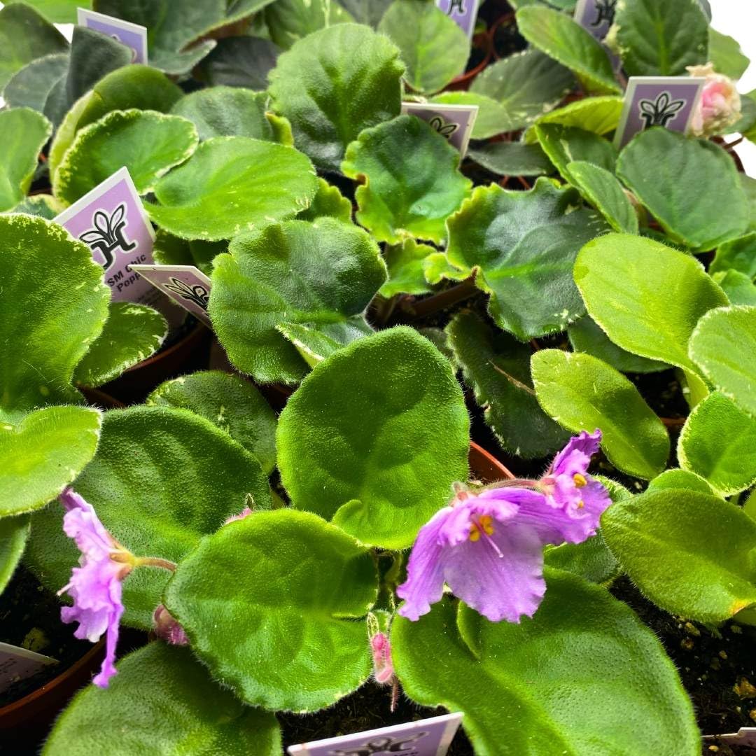 Harmony Foliage African Violet Assortment in 4 inch pots 30-Pack Bulk Wholesale Variegated Saintpaulia Gesneriads