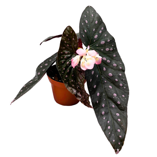 Harmony Foliage Harmony's Dark Star Angel Wing Cane Pink Polkadot Begonia 4 inch