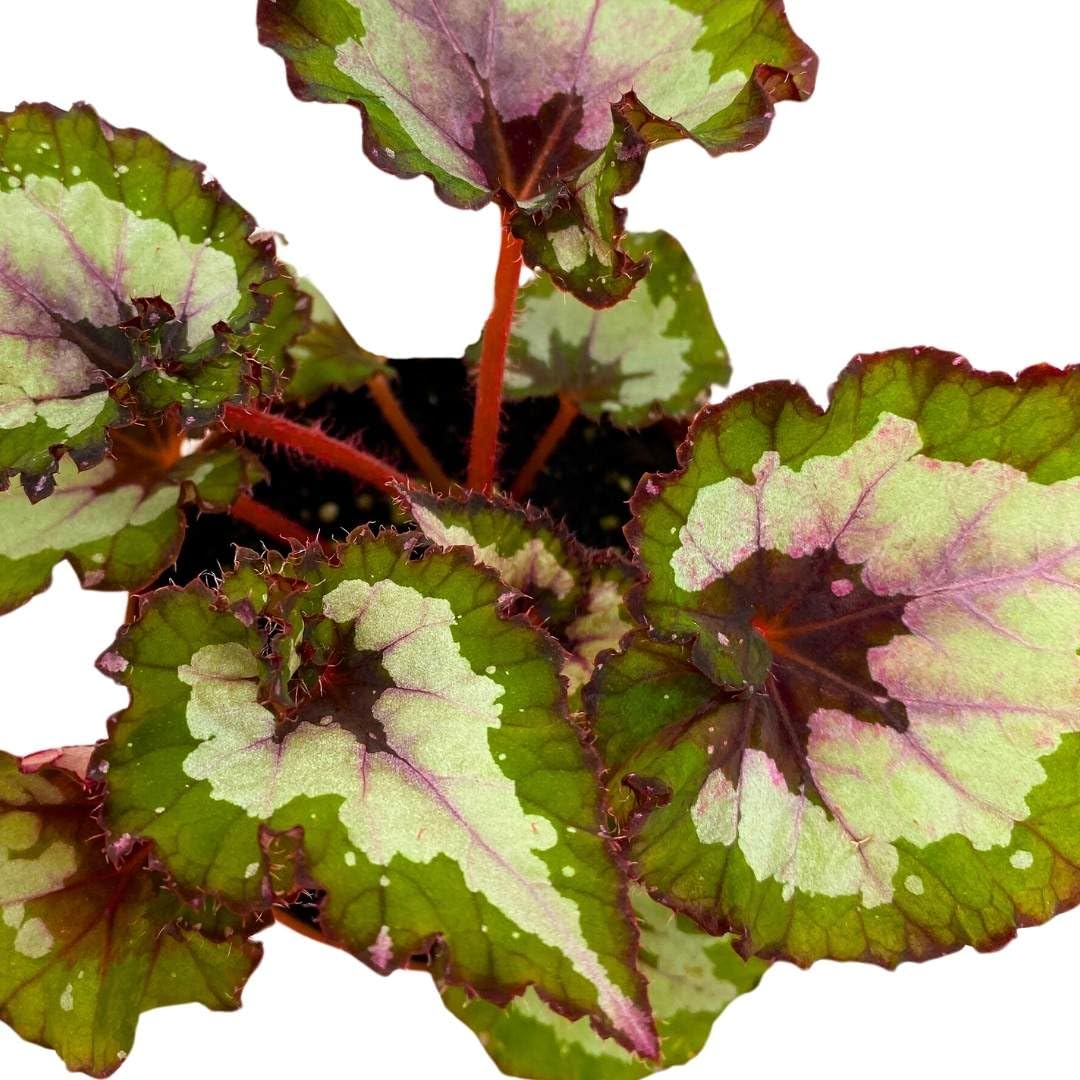 Harmony Foliage Begonia Rex Harmony's Green Phantom 4 inch