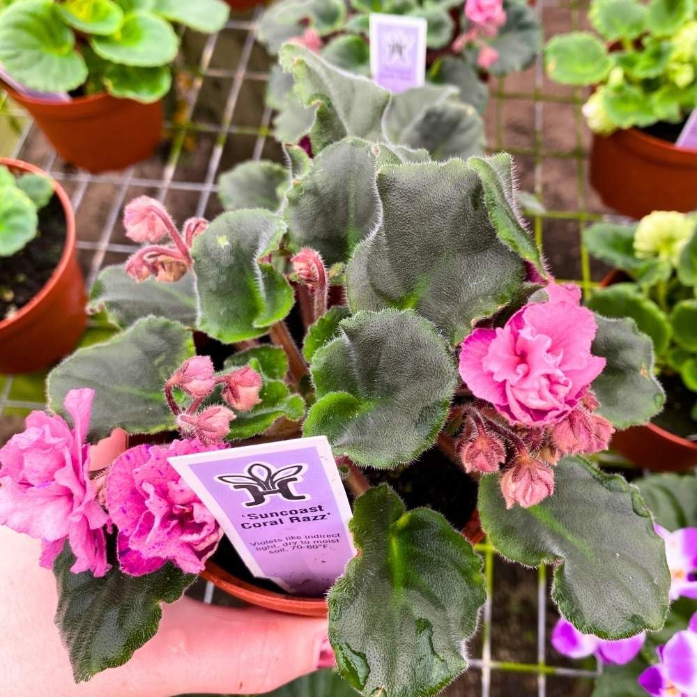 Suncoast Coral Razz African Violet, 4 inch, Gesneriad Pink Flower with Purple Flecks