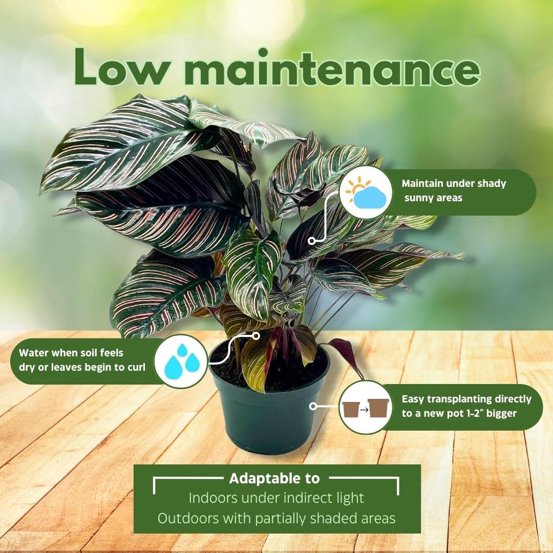 prayer plant calathea ornata BubbleBlooms Calathea Ornata, Pinstripe in a 4 inch Pot Prayer Plant, Cathedral Plant Pin Stripe