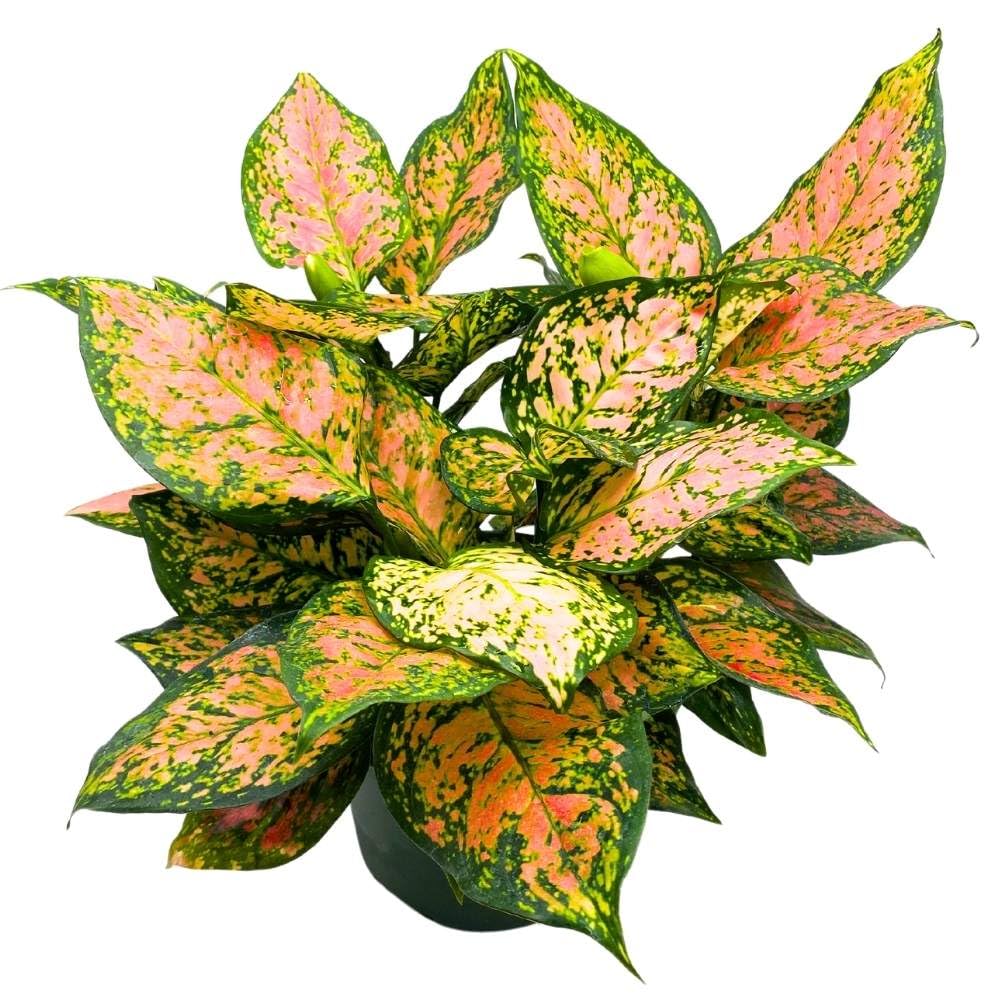 Aglaonema Pink Dalmatian 6 inch Chinese Evergreen Pink Beauty Lady Valentine