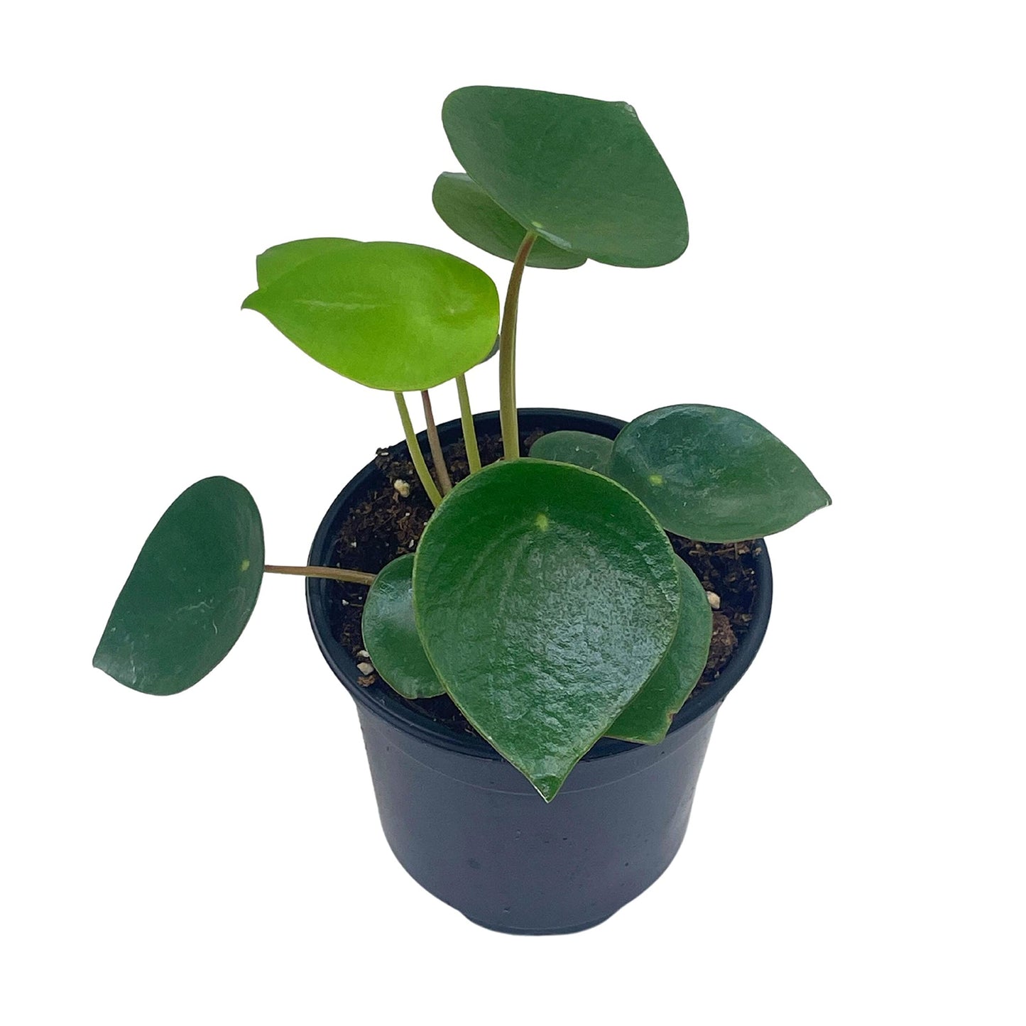 Rain Drop Peperomia Polybotrya, 4 inch Raindrop Pep