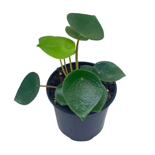 Rain Drop Peperomia Polybotrya, 4 inch Raindrop Pep