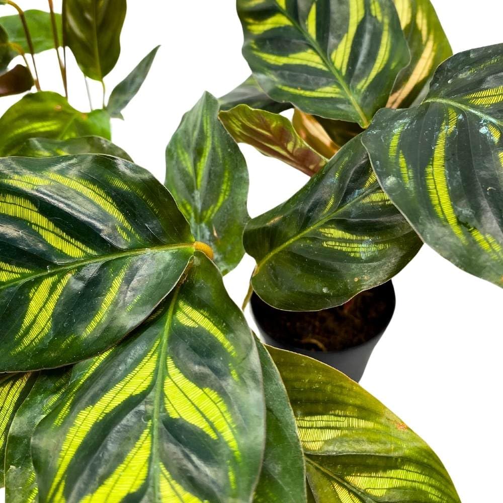 peacock prayer plant BubbleBlooms Calathea makoyana 2 inch Set of 3 Peacock Prayer Plant Ti – Florida House Plants