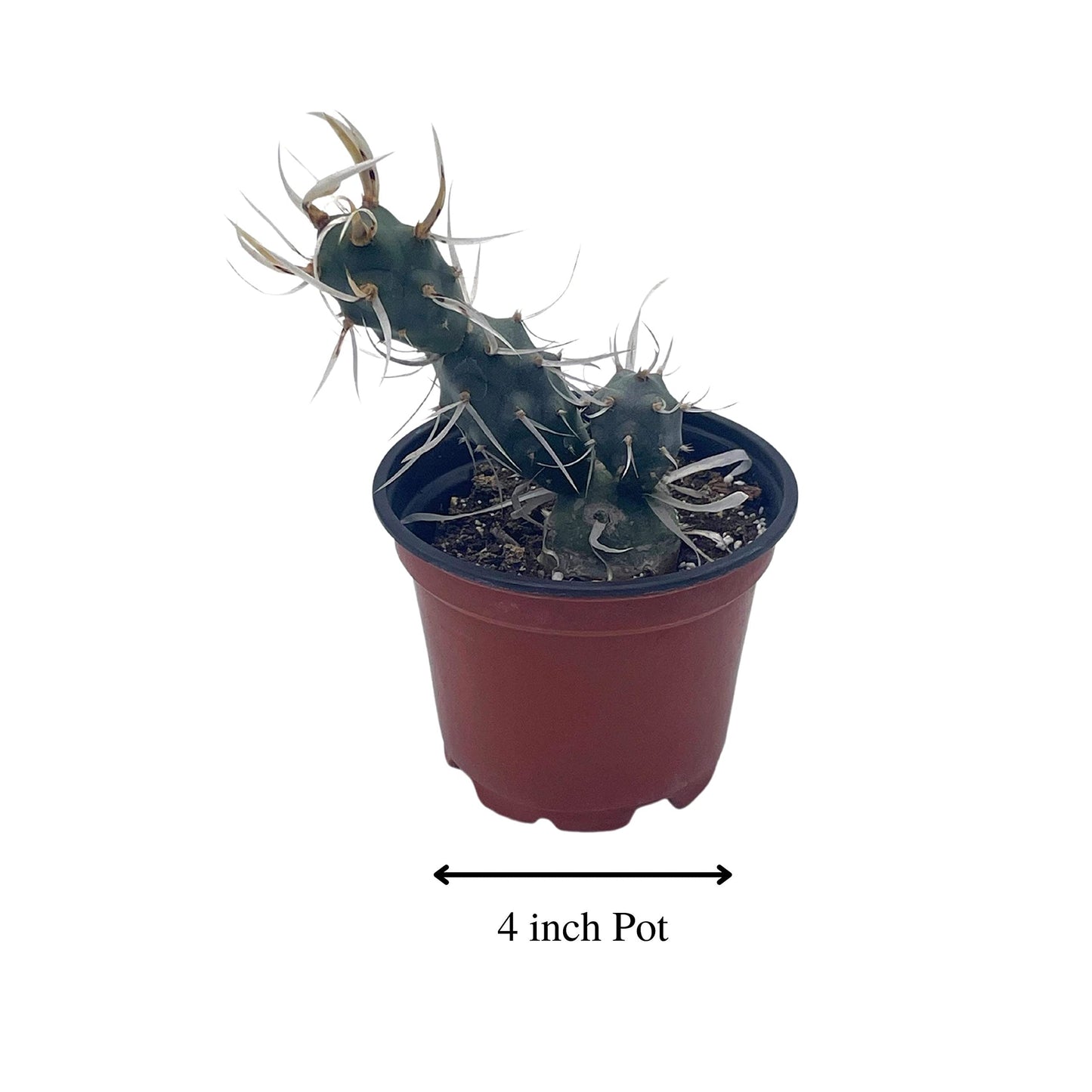 Paper Spine Cactus, 4 inch Opuntia articulata Rare White Cactus Cholla Cactus, Opuntia glomerata f. papyracantha,