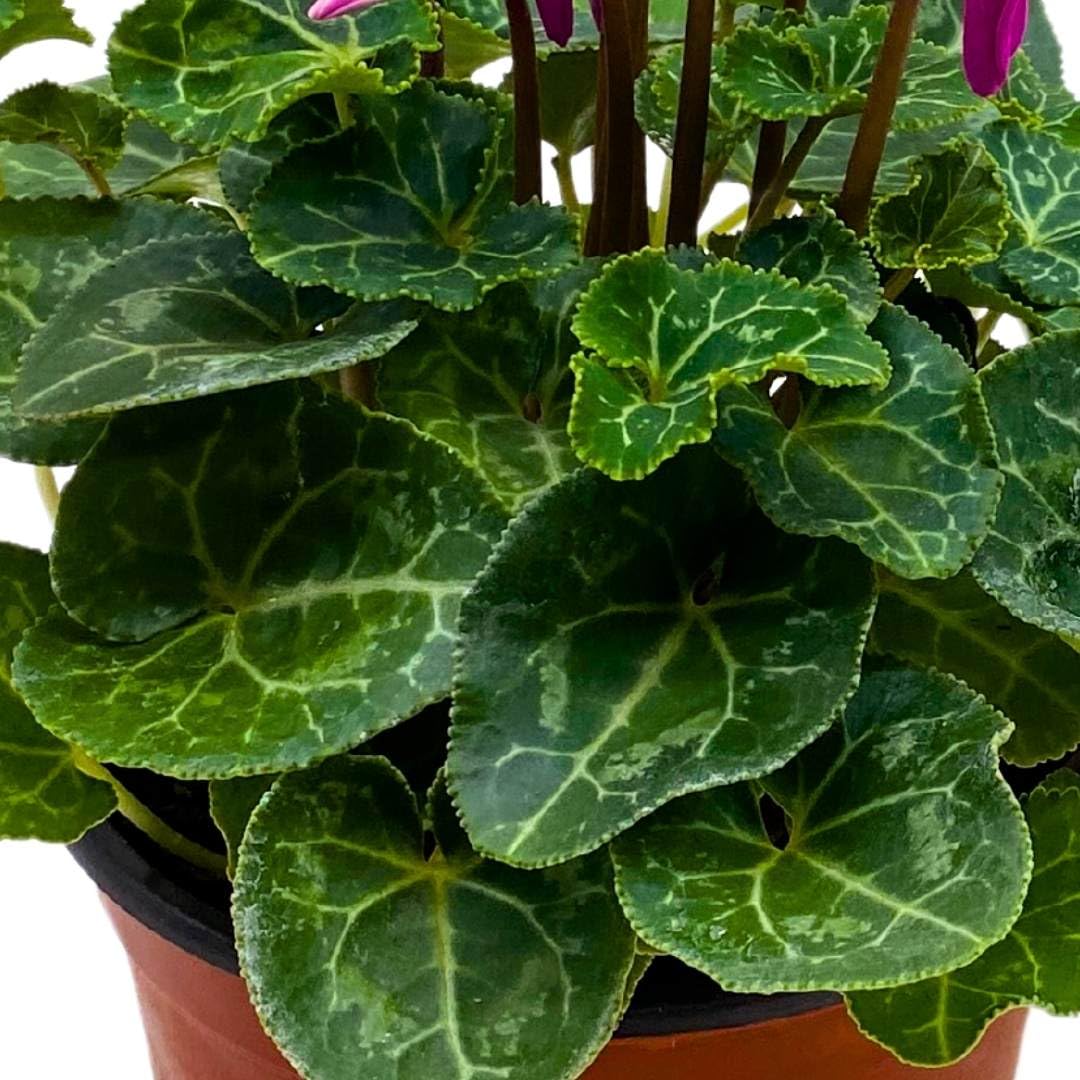 BubbleBlooms Flowering Cyclamen persicum in a 4 inch Pot Sowbread Alpine Persian Violet Mother's Day Plant