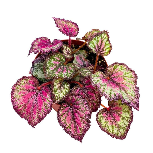 Harmony's Stained Glass 6 inch Begonia Rex Multicolored Splash