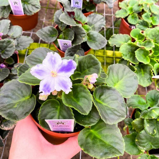 VaT Winter Landscape African Violet, 4 inch, Gesneriad Purple White Variegated Flower