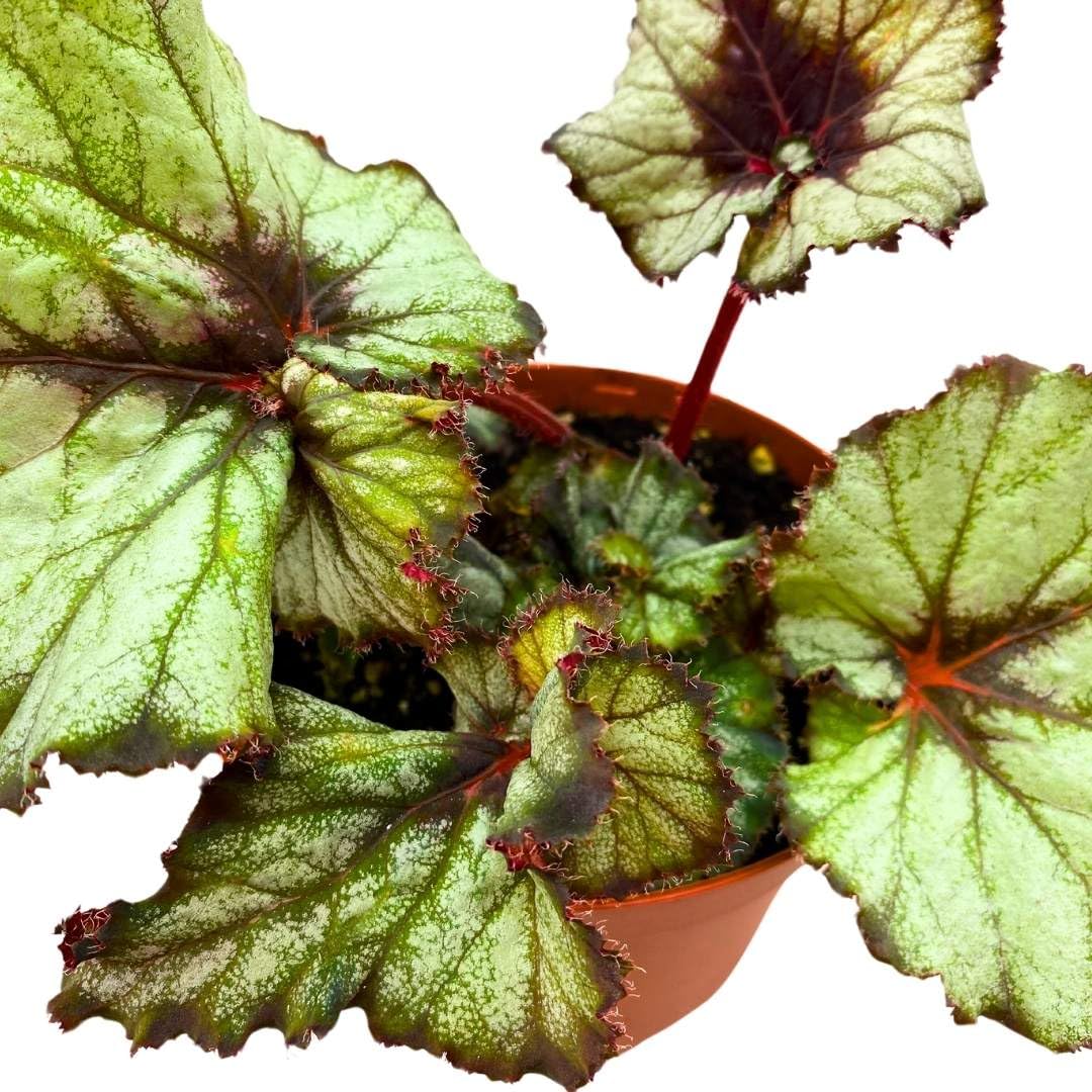 Harmony Foliage Begonia Rex Harmony's Star Light 6 inch Gray Spiral