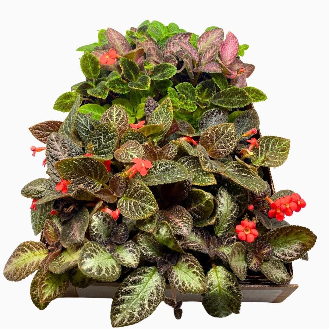 BubbleBlooms Harmony's Episcia Box Half Case 45-Pack 2-inch Flame Violets Bulk Wholesale Variety