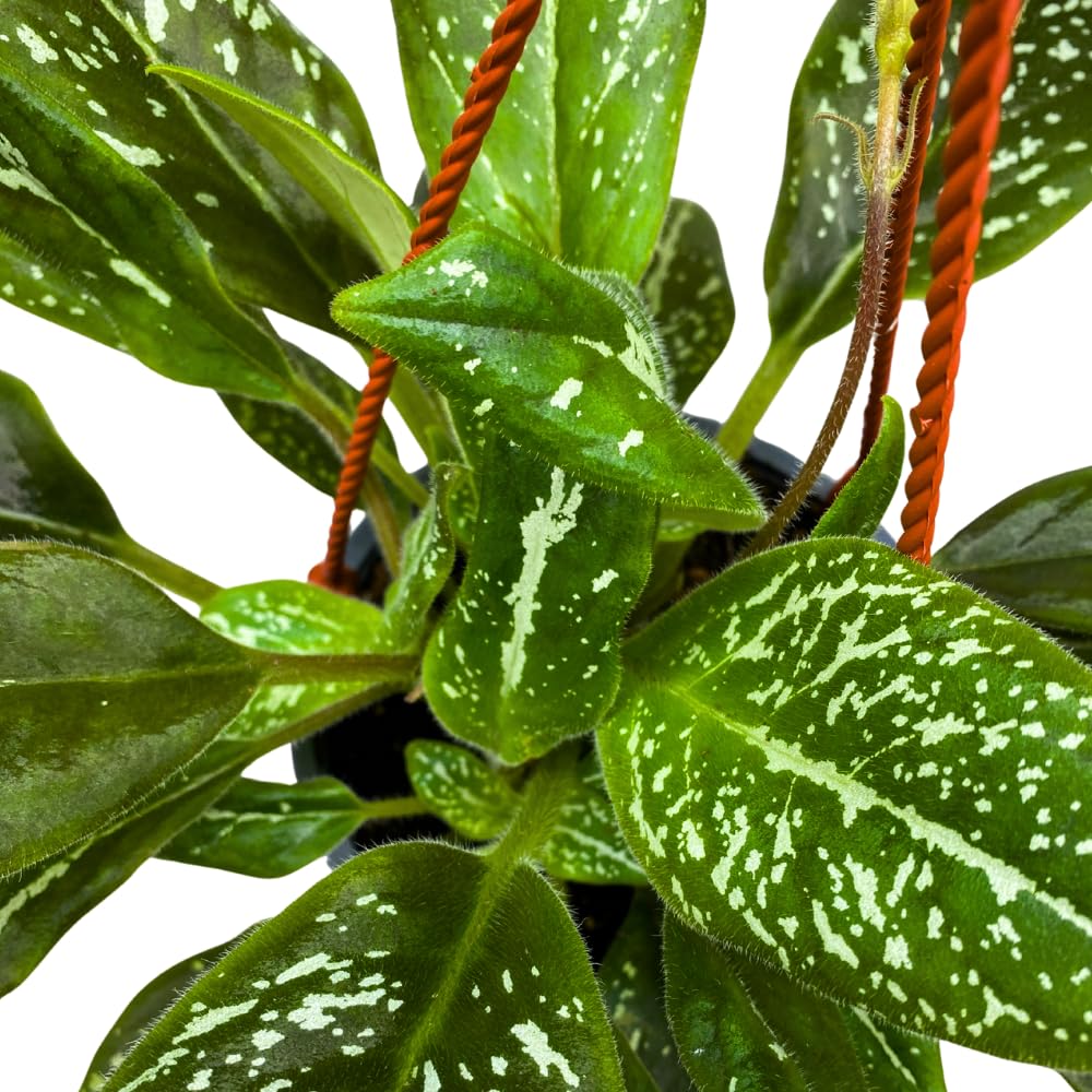 Harmony Foliage Michaelmoelleria vietnamensis Big Mike 6 inch Variegated Gesneria Purple Flower
