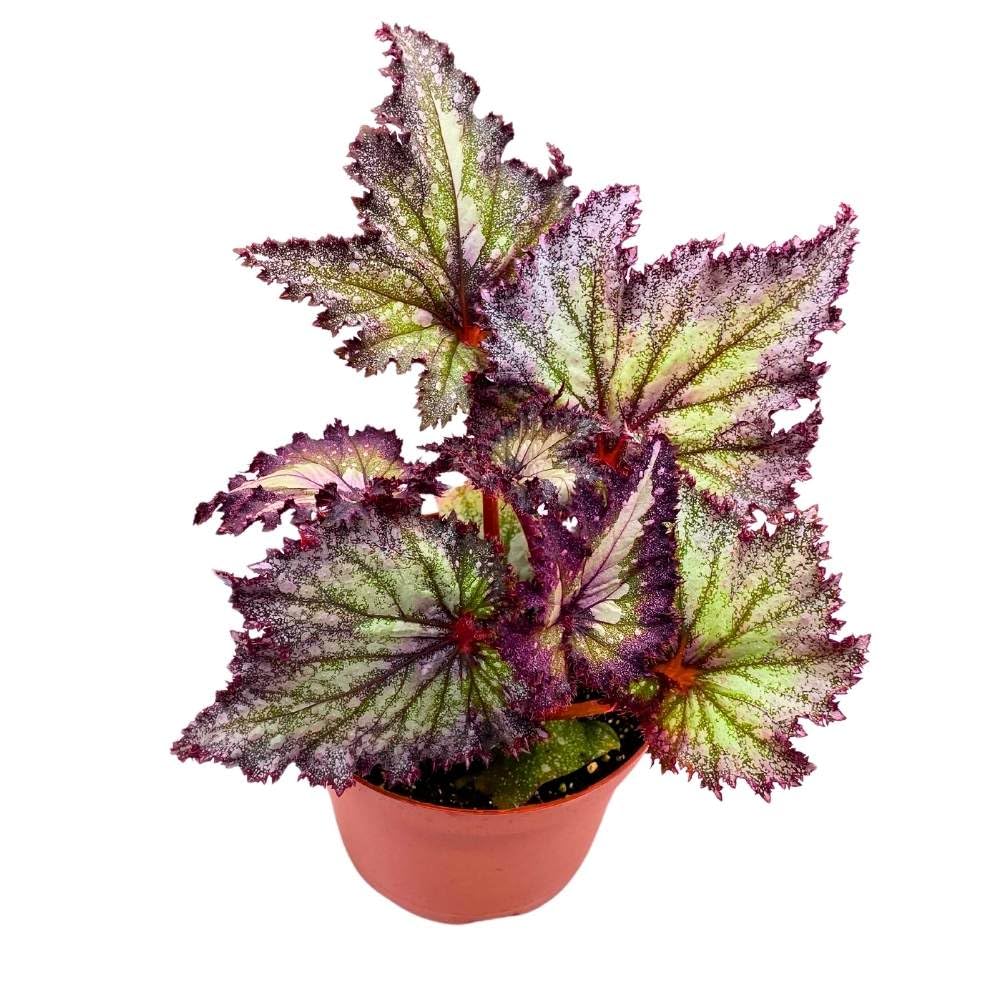 Harmony's Shooting Star Begonia Rex, 6 inch Purple with Green Spotty, Gnarly Glittery Jagged Leaf