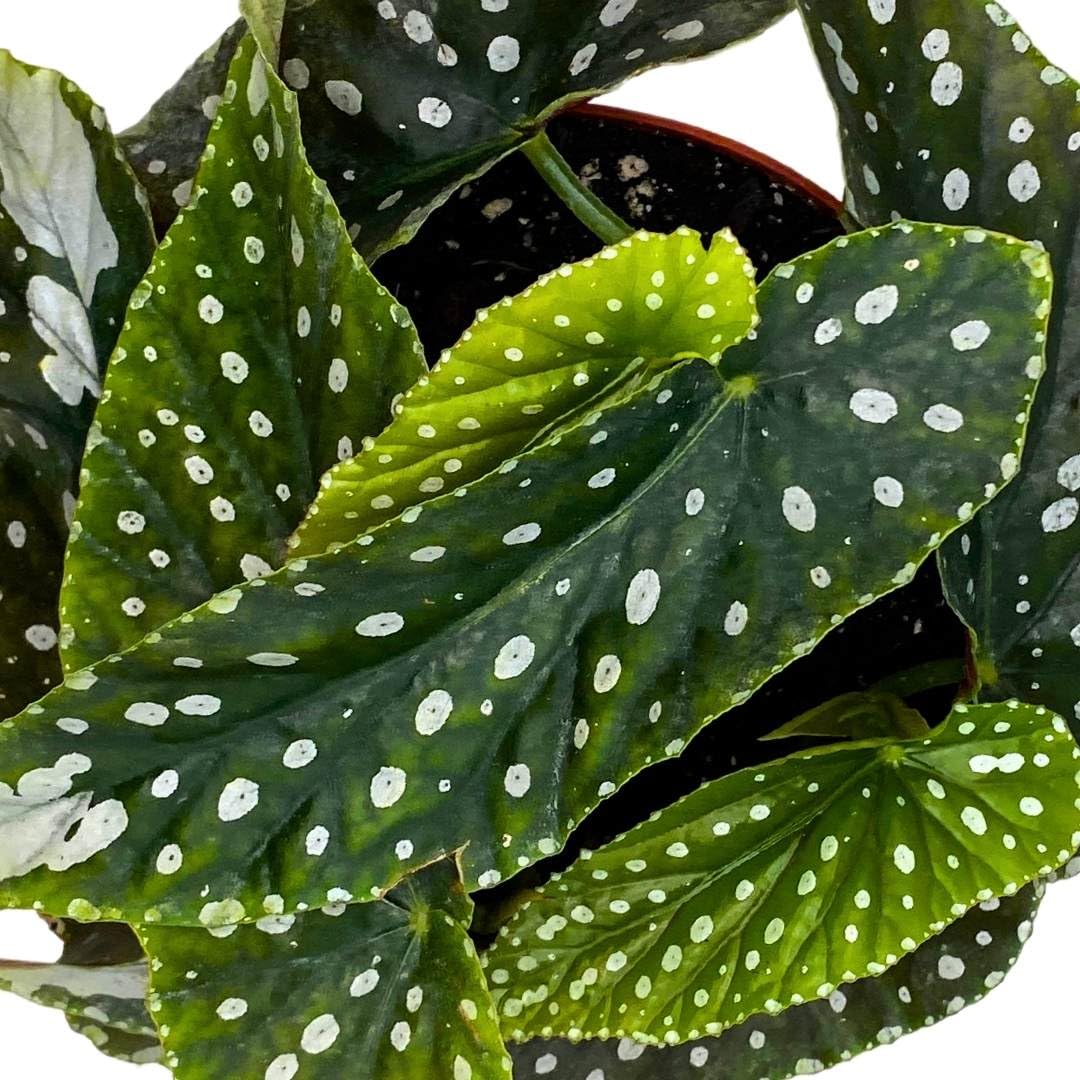 Harmony Foliage Angel Wing Cane Begonia Harmony's Avenging Angel 6 inch