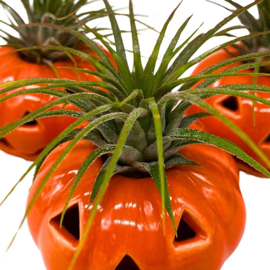 BubbleBlooms Halloween Ceramic Pumpkin Set of 3 Jack-o-Lantern Air Plant Holder Resin Art Sculpture Hand Made