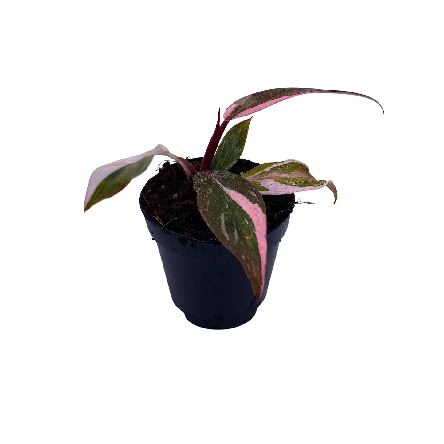 BubbleBlooms Pink Princess Philodendron, Blushing Philodendron, Philodendron Erubesens Hybrid in 2 inch Pot