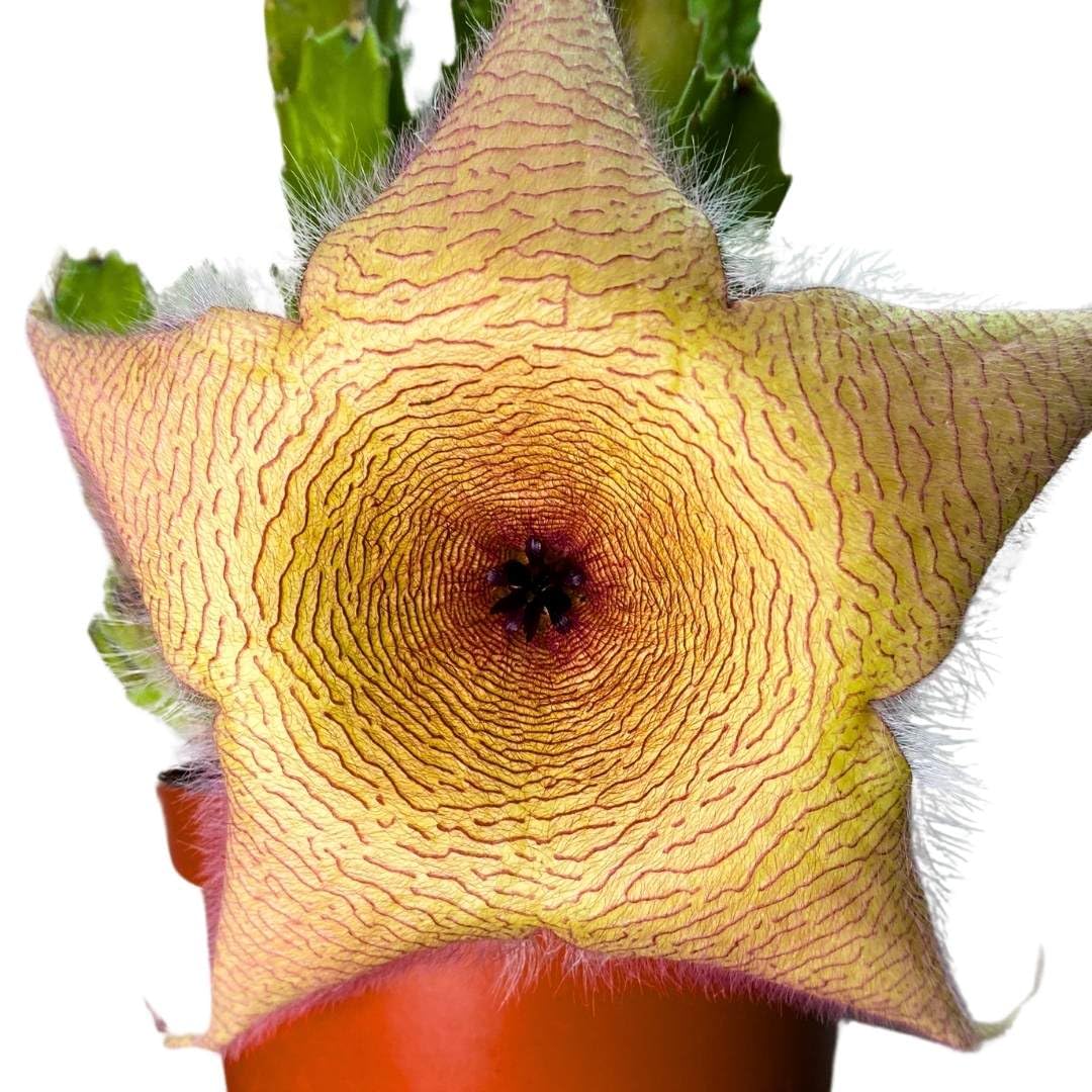 BubbleBlooms Stapelia gigantea, Giant Starfish Flower, Rare Huernia, in 6 inch Pot