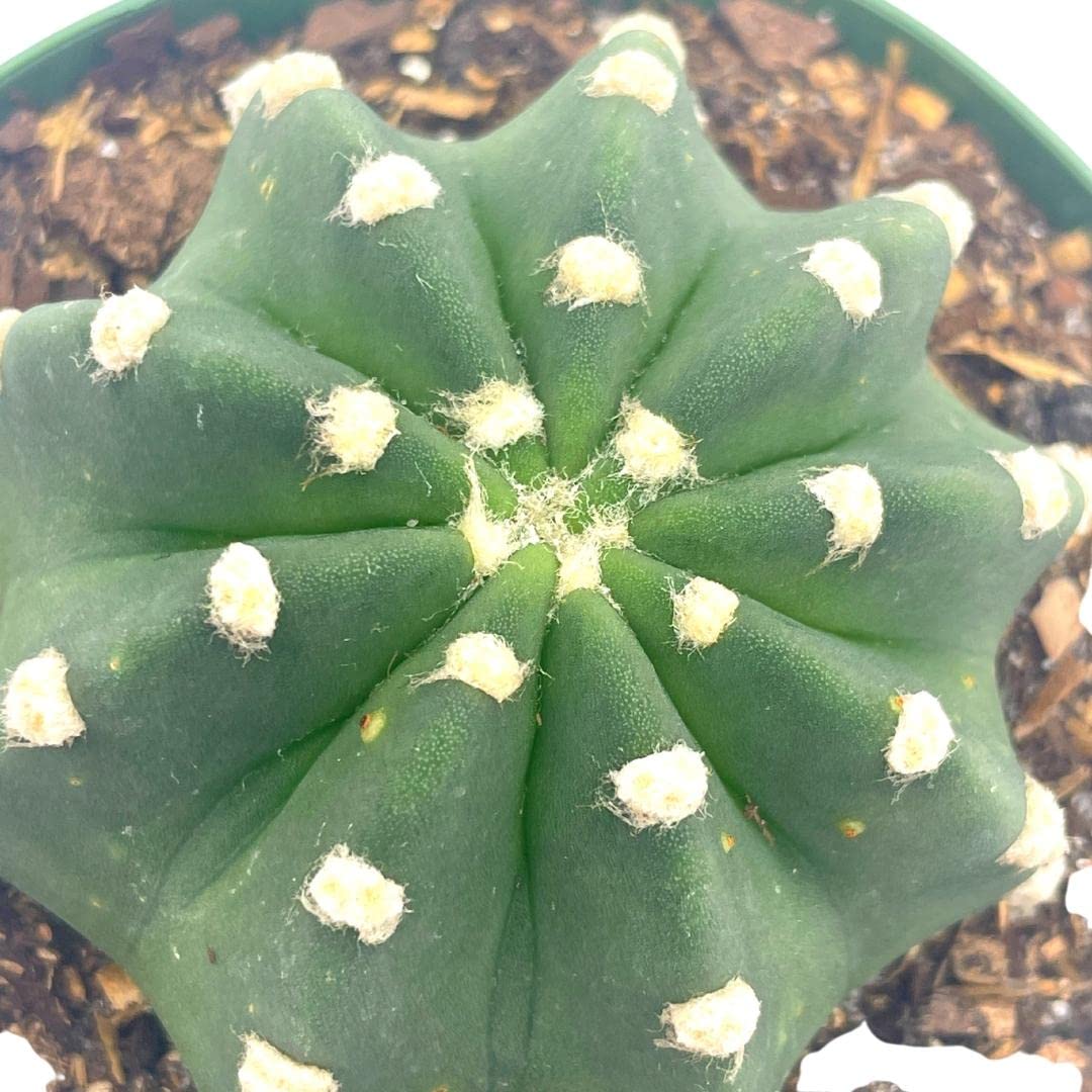 Easter Lily Cactus, Echinopsis subdenudata, Domino Cactus, in a 4 inch Pot