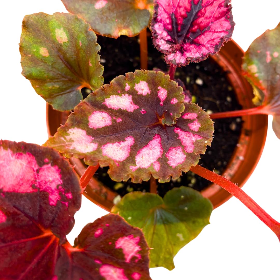 Harmony Foliage Harmony's Cherry Blossom Begonia Rex 4 inch Red Black Curly