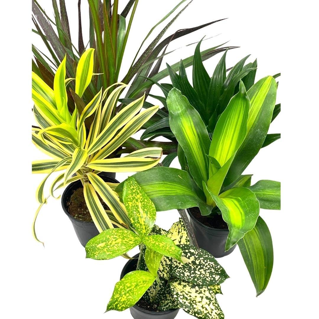 Dracaena Variety Assortment, 4 inch pots, 5 Different Dragon Tree, Song of India, Gold Dust, Assorted Collection