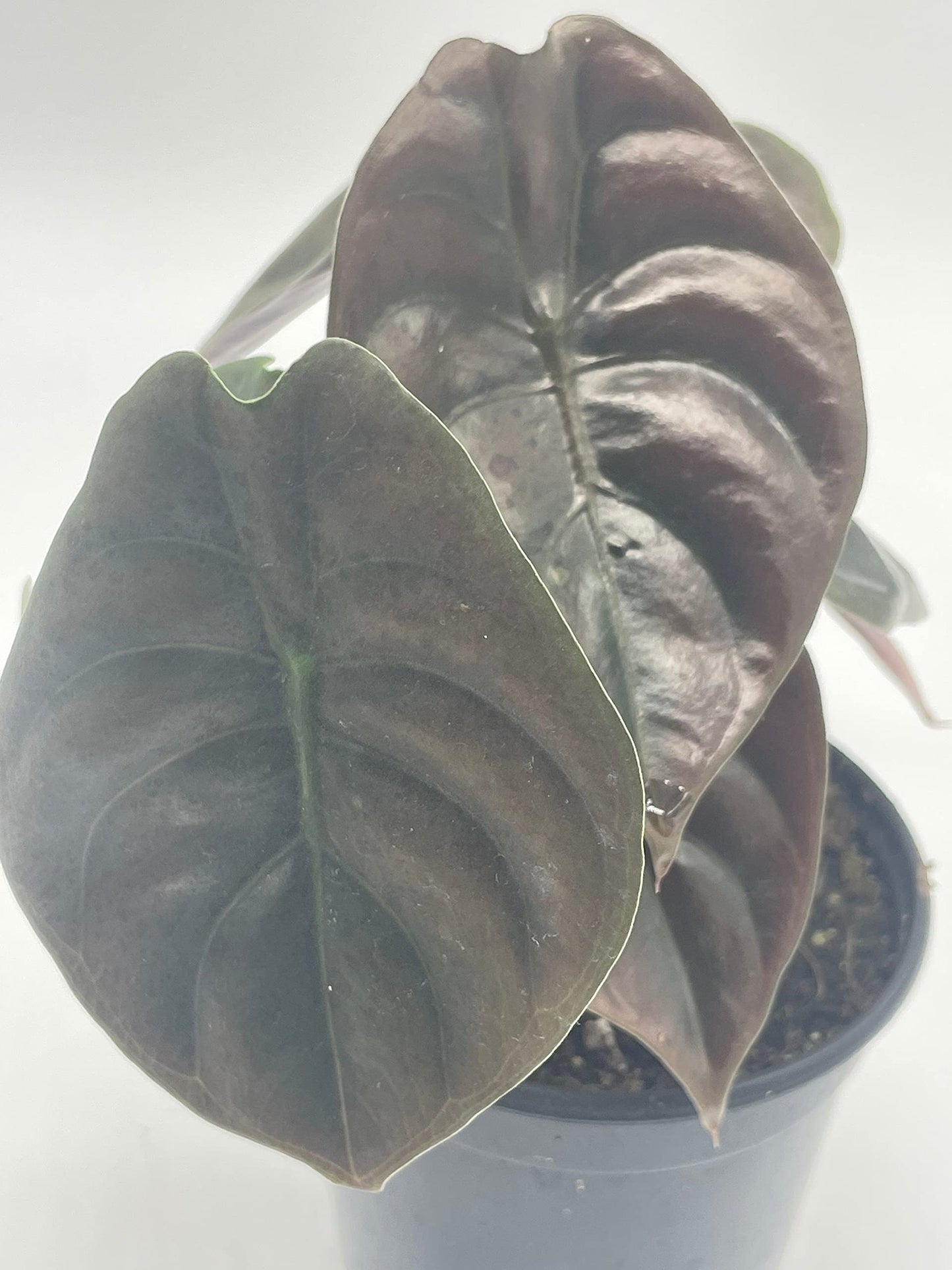 Alocasia Cuprea, Jewel Alocasia, Red Secret, 4 inch, Mirror Plant, Rare