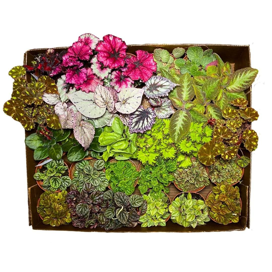 BubbleBlooms Harmony's Sample Box Half Case 15 4-inch Bulk Begonia, Episcia, African Violet, Angel Wing, Peperomia, Piper Variety Pack