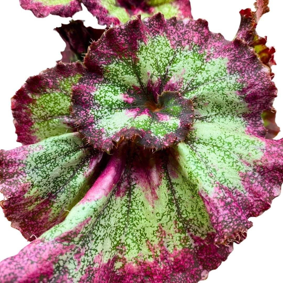 Harmony Foliage Begonia Rex Harmony's Jaded Heart 4 inch