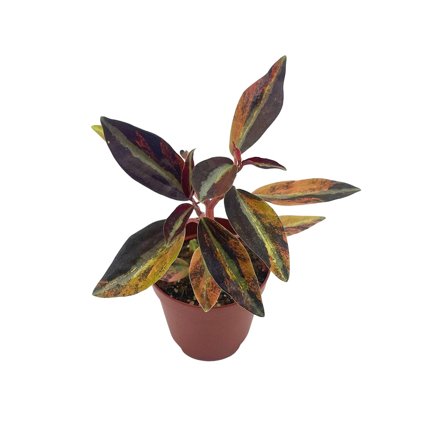 Variegated Peperomia Metallica, Harmony's High Voltage, 2 inch, New Homegrown Exclusive, Extreme Variegation Super Rare