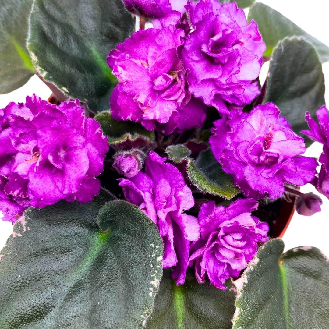 Harmony Foliage African Violet Wrangler's Big Country 4 inch