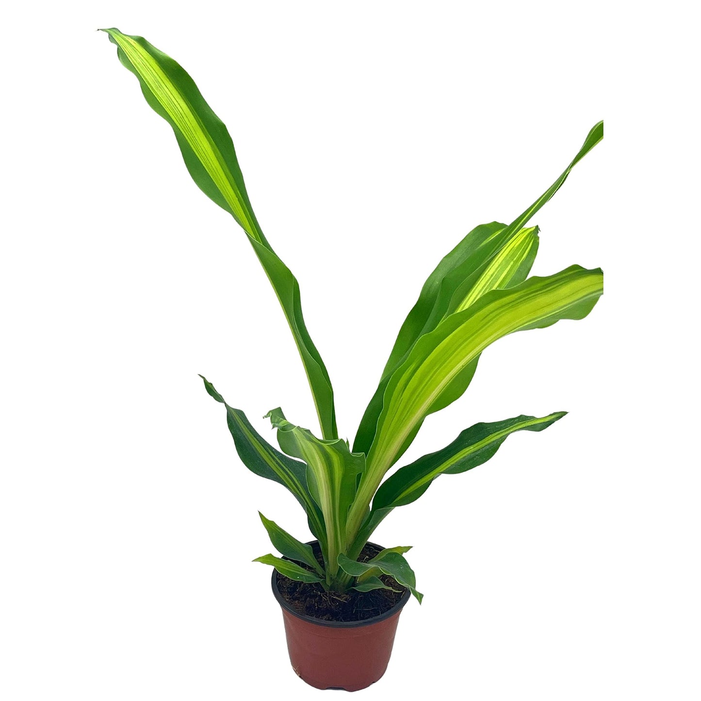 Song of India, 4 inch Dracaena reflexa, Song of Jamaica, Variegated Striped House Plant