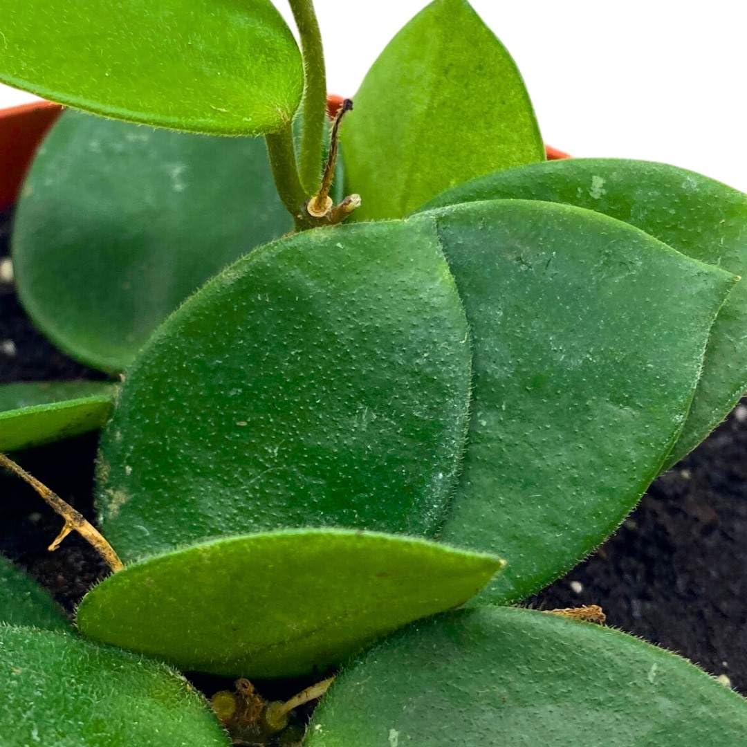 BubbleBlooms Hoya Chouke in a 4 inch Pot