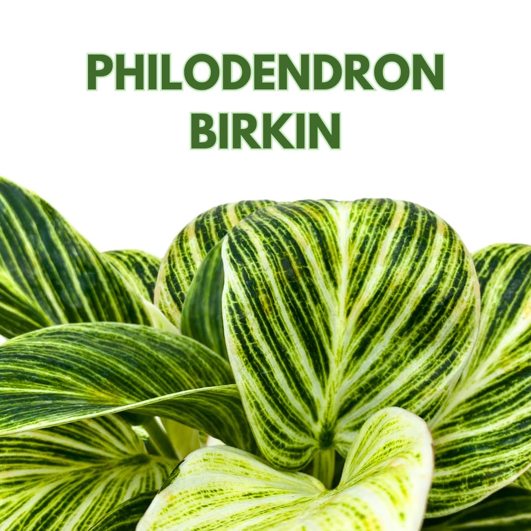 BubbleBlooms Philodendron Birkin Variegated 4 inch