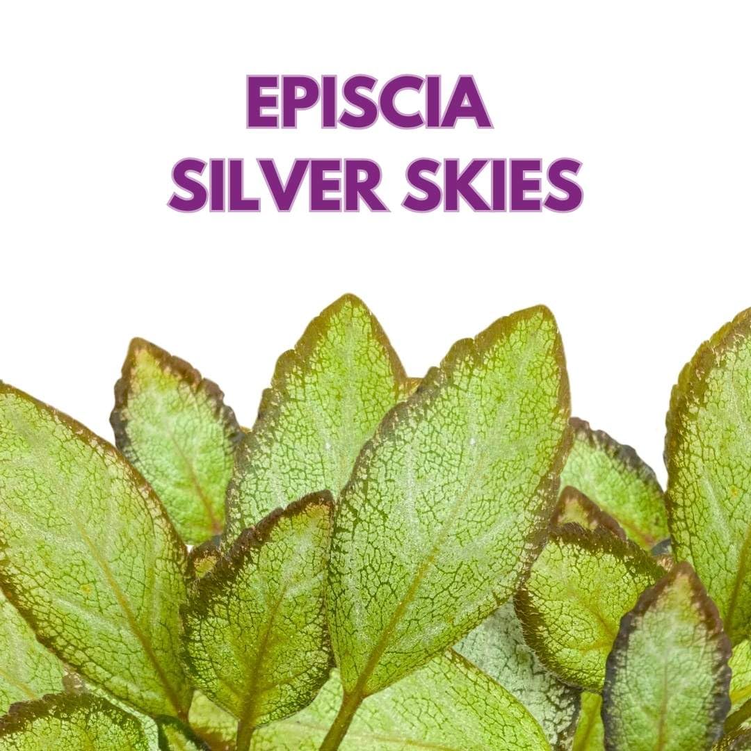 Harmony Foliage Episcia Silver Skies Flame Violet 4 inch