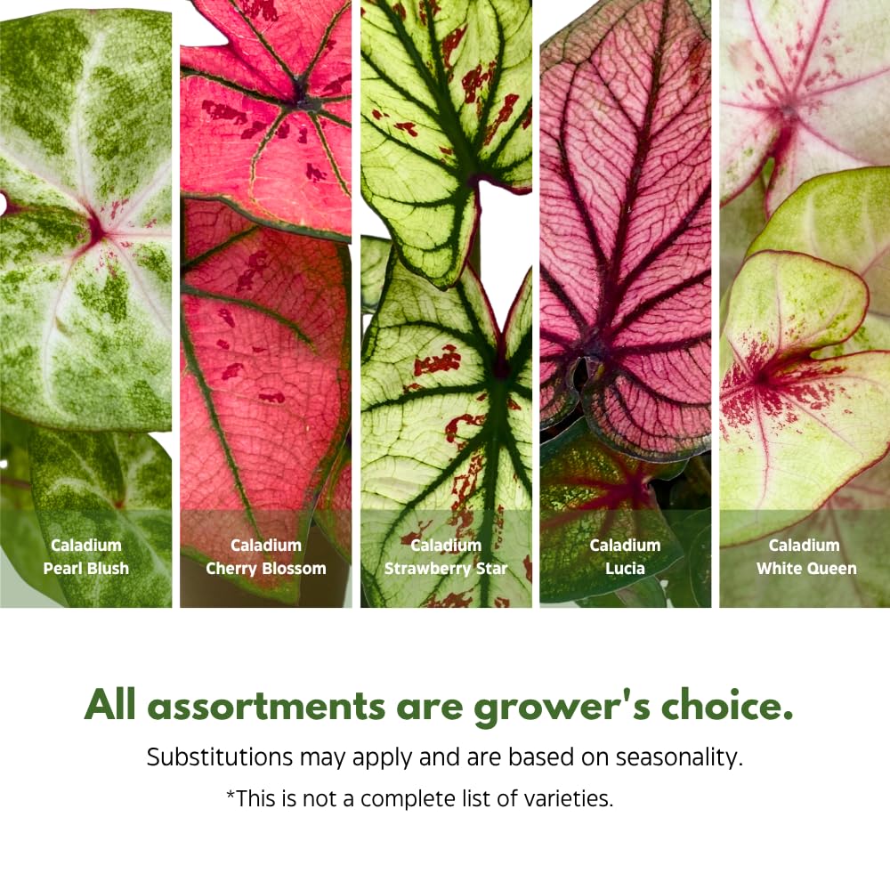 BubbleBlooms Caladium Assortment in 2 inch Pots Set of 3