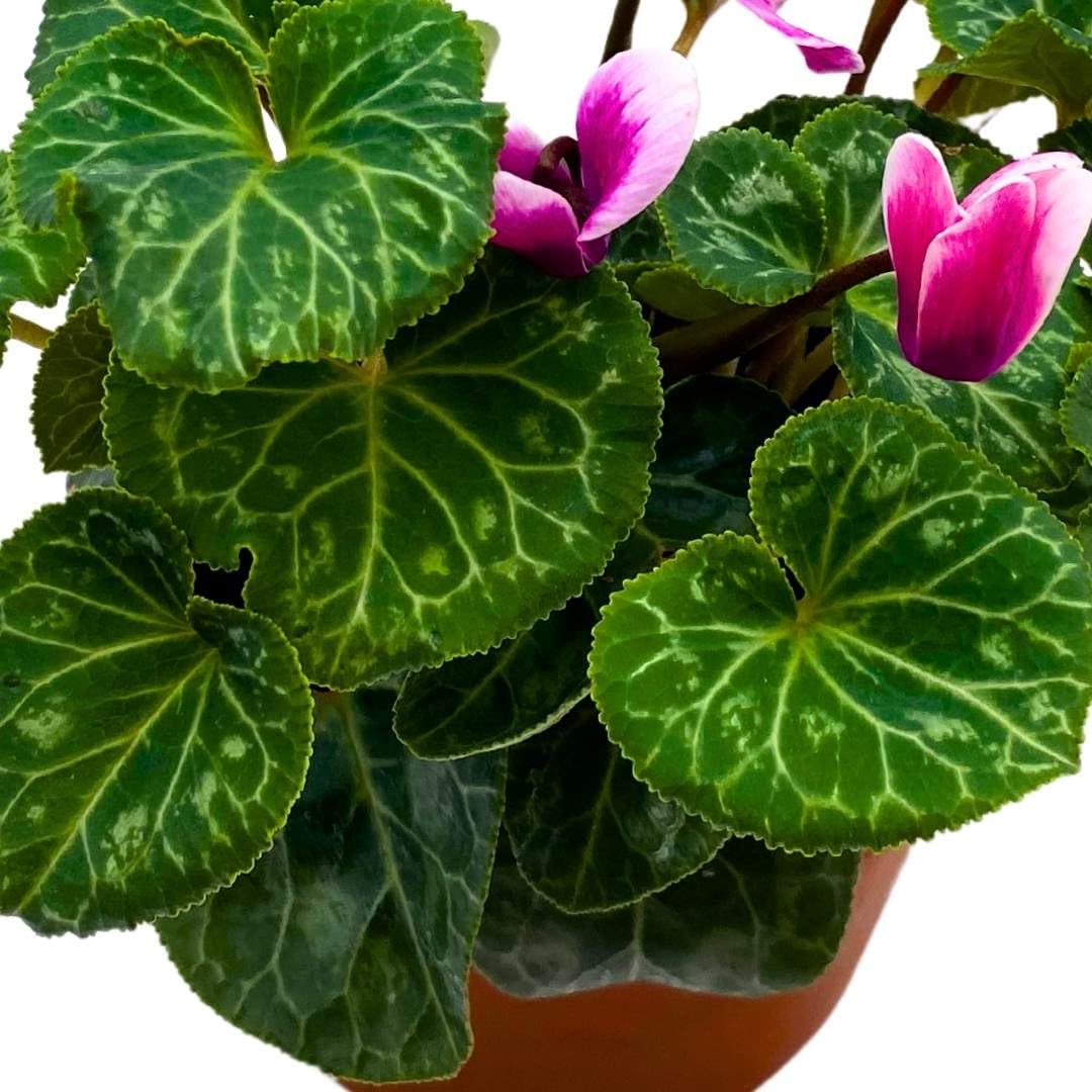 BubbleBlooms Flowering Cyclamen persicum in a 4 inch Pot Sowbread Alpine Persian Violet Mother's Day Plant