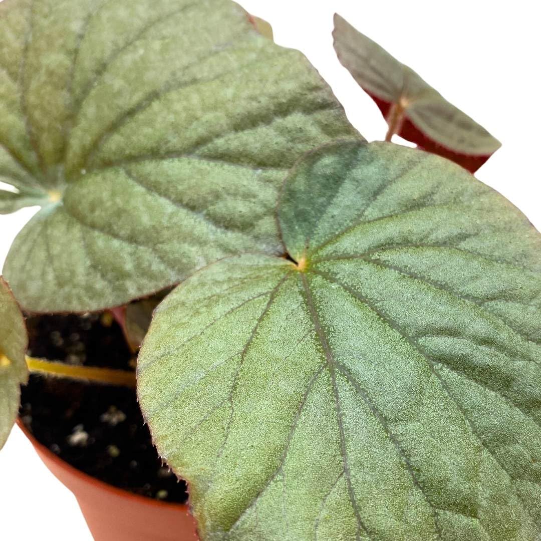 Harmony Foliage Begonia U508, 6 inch Gray Large Leaf Rhizo Rhizomatous