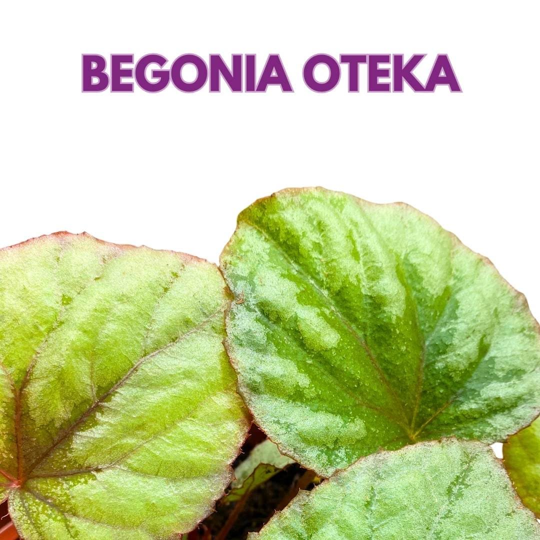 Harmony Foliage Begonia Oteka 6 inch Rhizomatous Large Leaf