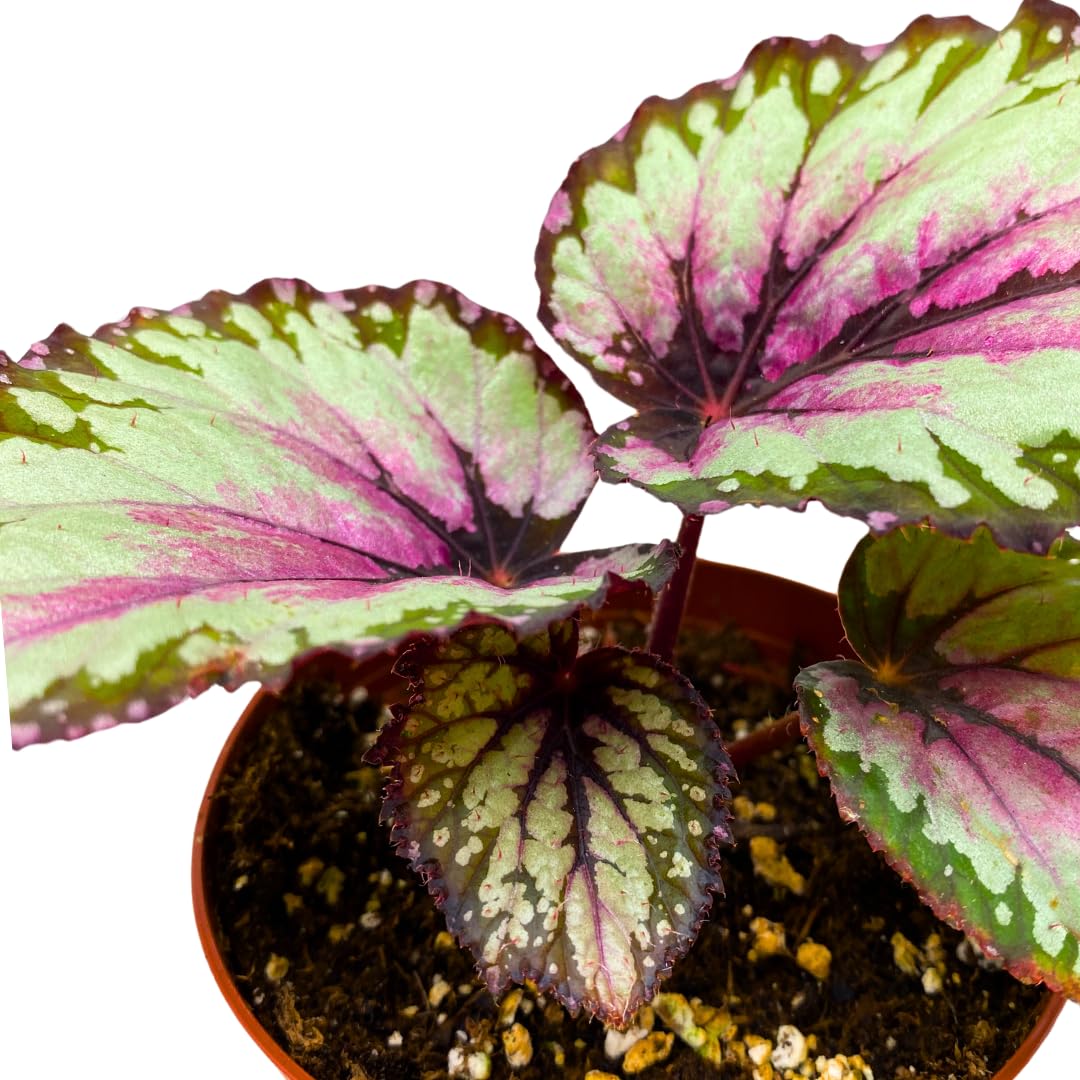 Harmony Foliage Dew Drop Begonia Rex 4 inch White Pink Green