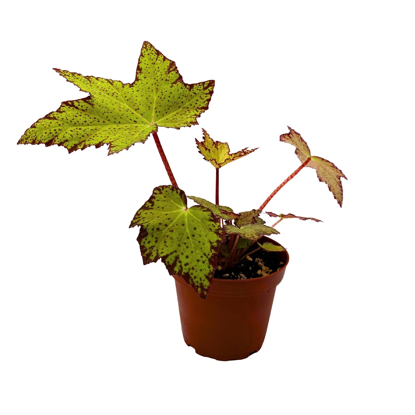 BubbleBlooms Harmony's Little Beaver Begonia, Rhizomatous Begonia, Red and Green Five-Point Leaf, Begonia Rex in a 4 inch Pot