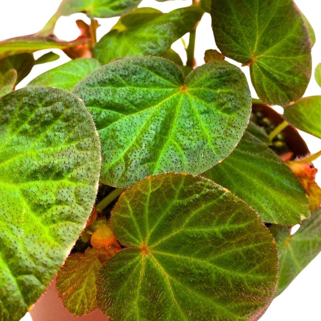 Harmony Foliage Begonia Manaus 4 inch Rhizomatous Fuzzy