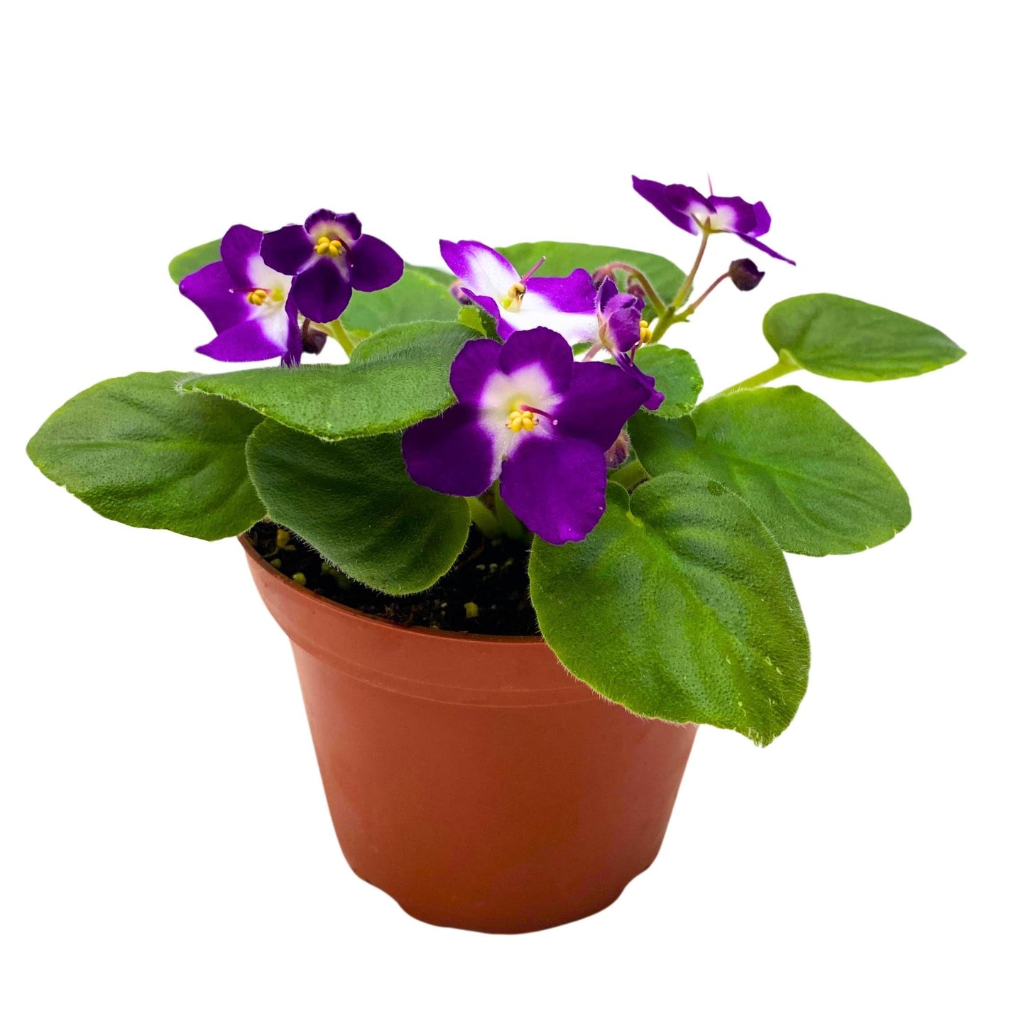 Harmony Foliage Sugar Plum Dream African Violet Saintpaulia 4 inch