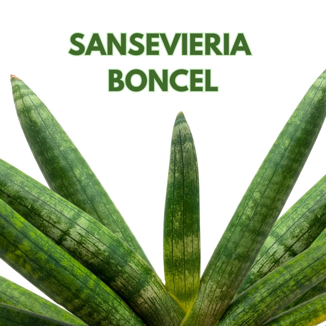 6 starfish snake plant BubbleBlooms Sansevieria Boncel Starfish 6 inch Rare Snake Plant