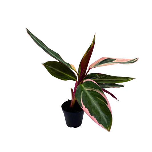 Stromanthe Triostar, Stromanthe Sanguinea, Stromanthe Thalia, and Tricolor Plant in 2 inch Pot