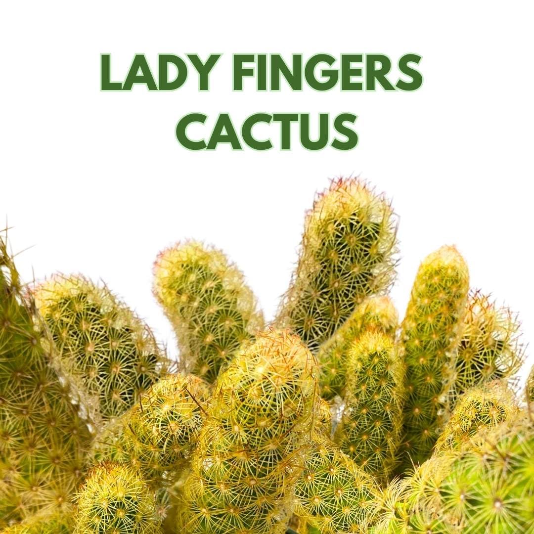 BubbleBlooms Lady Finger Cactus Copper King in a 6 inch Pot Mammillaria Elongata, Kopper Lady Fingers