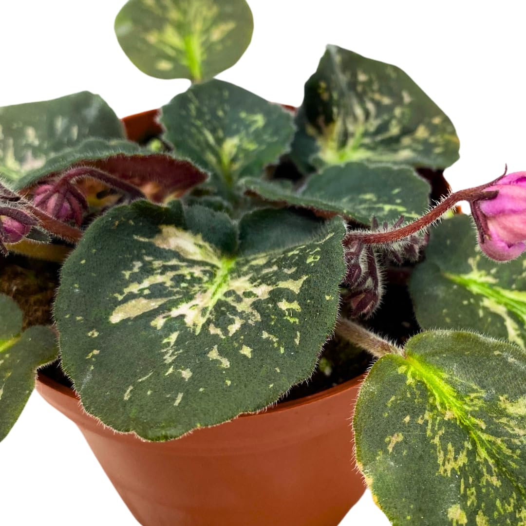 Harmony Foliage African Violet Genetic Blush, Mosaic Variegated 4 inch Pink Flower