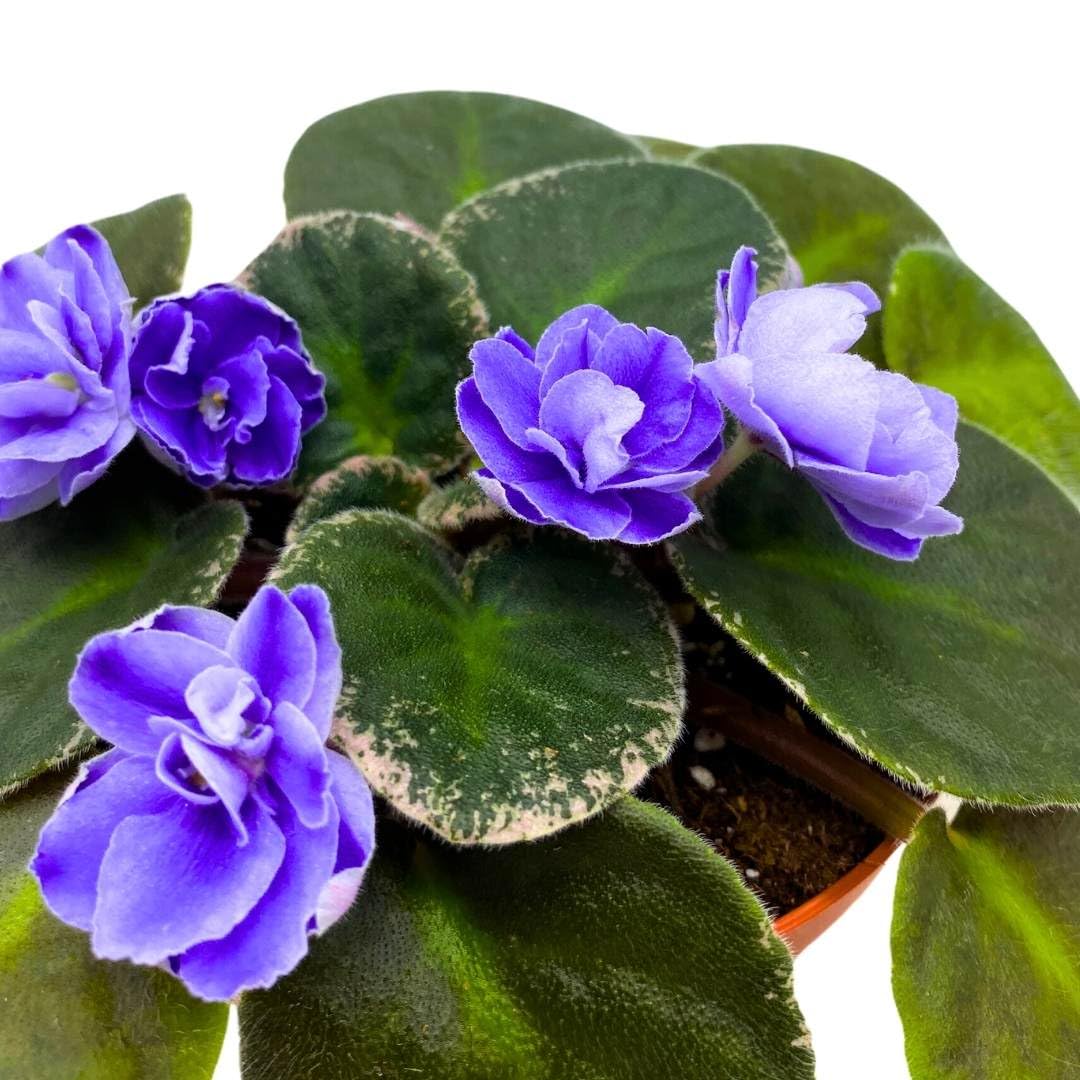 Harmony Foliage African Violet Picasso 4 inch